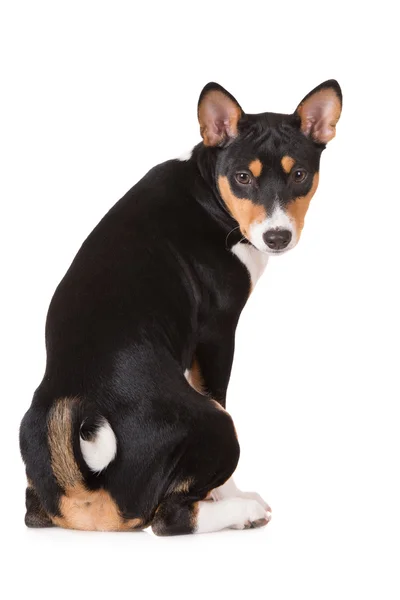 Bonito cão basenji — Fotografia de Stock