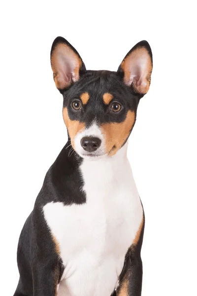 Mooie basenji hond — Stockfoto