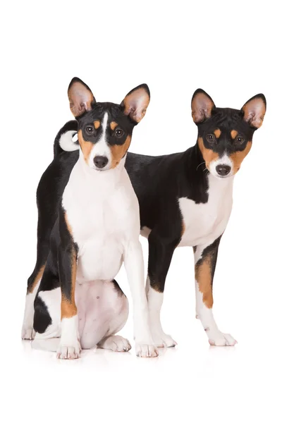 Bellissimo cane basenji — Foto Stock