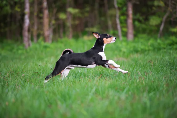 Bonito cão basenji — Fotografia de Stock
