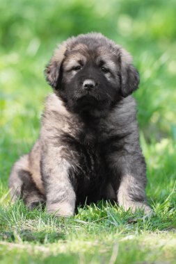 Açık havada beyaz çoban köpek yavrusu