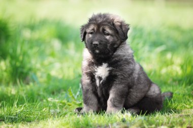 Açık havada beyaz çoban köpek yavrusu