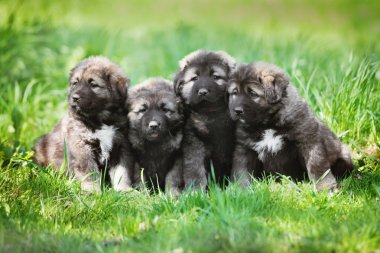 Dört sevimli yavru açık havada