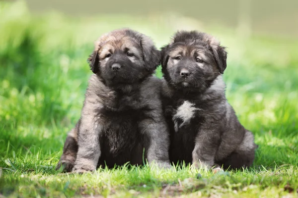 Two caucasian shepherd puppies — Stock Photo, Image