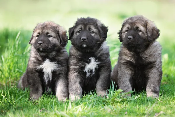 Drie pups buitenshuis — Stockfoto