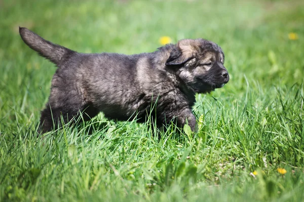 Pastore caucasico cucciolo all'aperto — Foto Stock