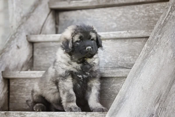 Kafkas çoban köpeklerine merdiven — Stok fotoğraf