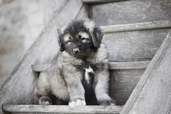 Caucásico pastor cachorro en escaleras — Foto de Stock