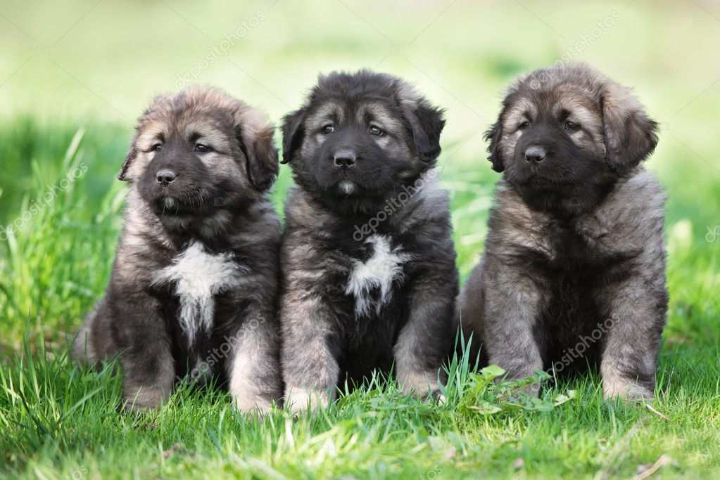 Cute Caucasian Puppies Adorable Caucasian Shepherd Puppy Resting