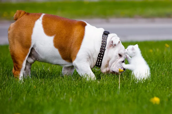 Engelsk bulldogg möter kattunge — Stockfoto