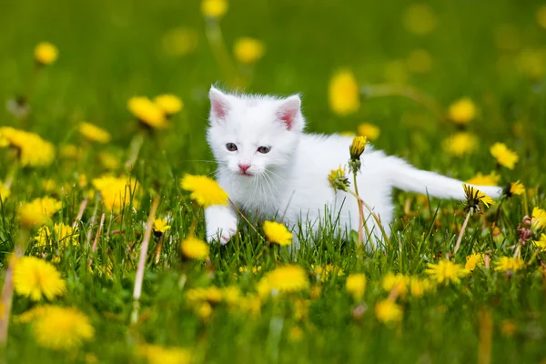 Adorable blanco gatito al aire libre —  Fotos de Stock