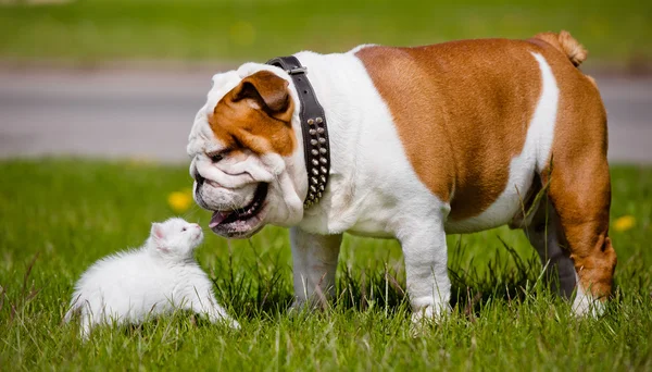 Bulldog inglese incontra gattino — Foto Stock