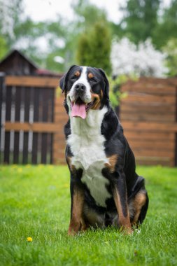 açık havada oturma büyük İsviçre dağ köpek