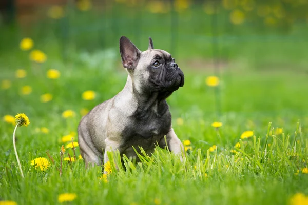 法国斗牛犬小狗坐在草地上 — 图库照片