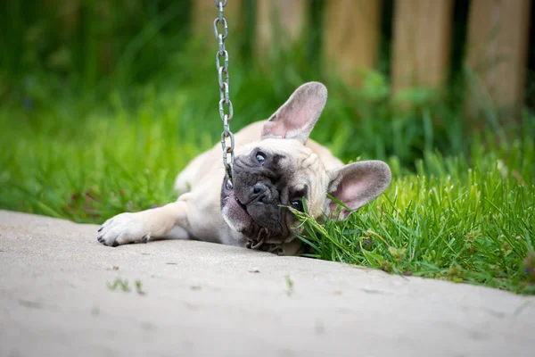 Grappige pup, spelen met een keten — Stockfoto