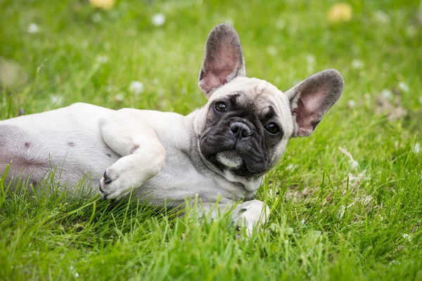 Yalancılık aşağı Fransız bulldog köpek yavrusu — Stok fotoğraf