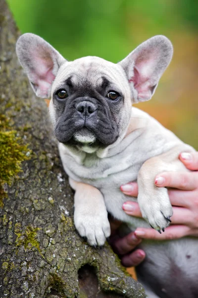 Schattig Franse bulldog pup portret — Stockfoto