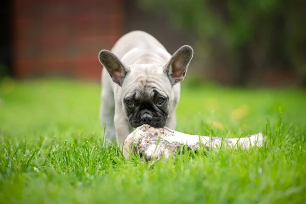 Filhote de cachorro buldogue francês comer um osso — Fotografia de Stock