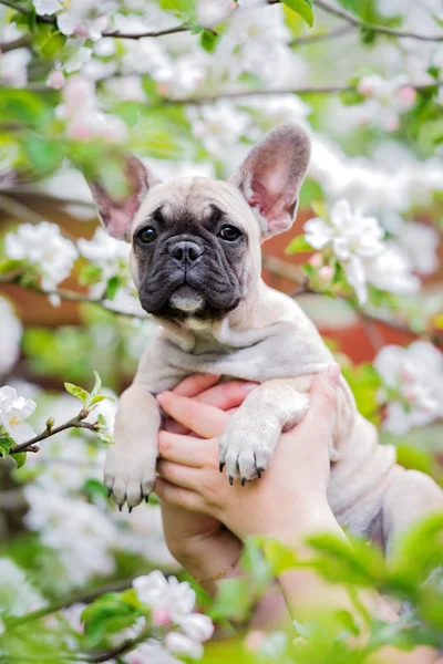 Fauve Franse bulldog pup portret — Stockfoto
