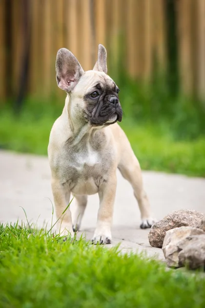 Fauve Franse bulldog puppy — Stockfoto