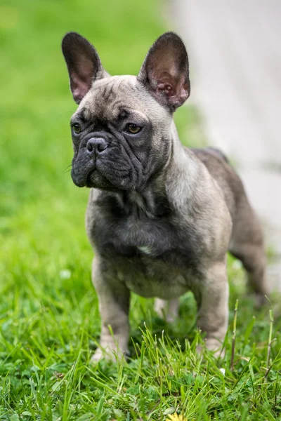 Franse Bulldog puppy buiten — Stockfoto