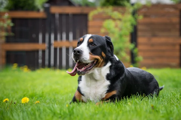 greater swiss mountain dog lying down outdoors