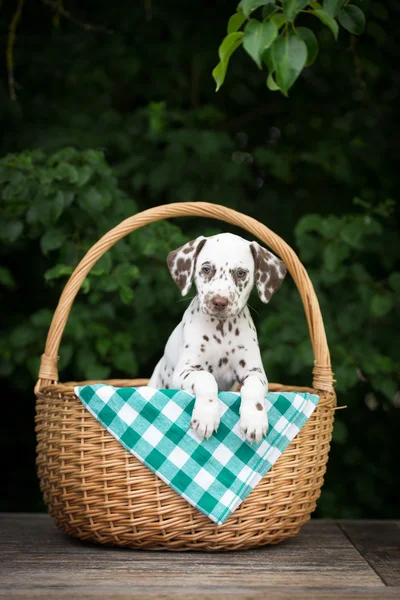 Rozkošný dalmatské štěně — Stock fotografie