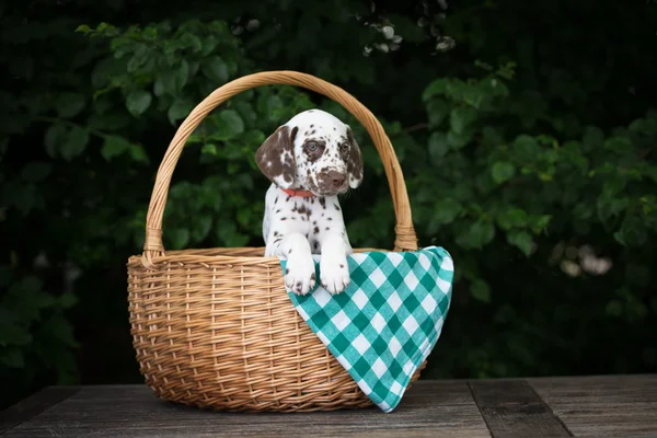 Adorabile cucciolo dalmata — Foto Stock