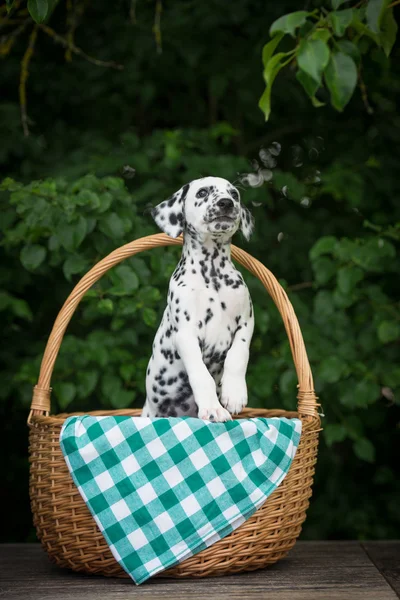 Cachorrinho dalmatian adorável — Fotografia de Stock