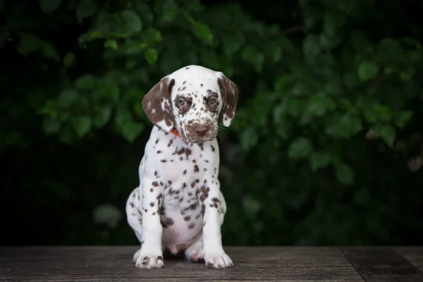 可爱斑点的小狗 — 图库照片