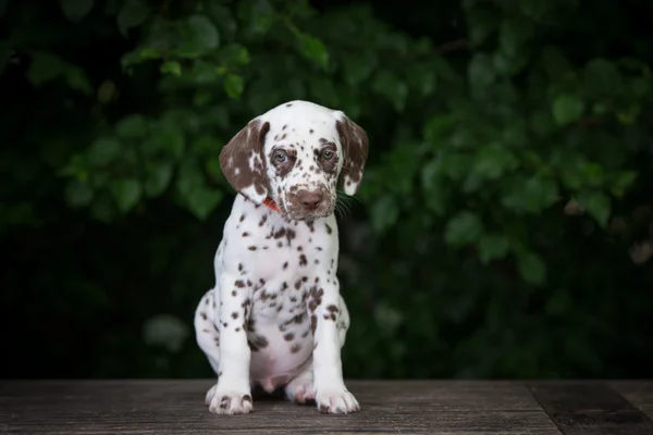 Suloinen dalmatialainen pentu — kuvapankkivalokuva