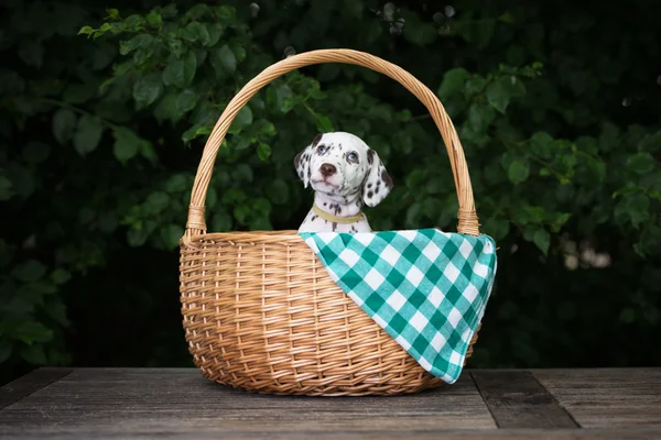 かわいいダルメシアンの子犬 — ストック写真