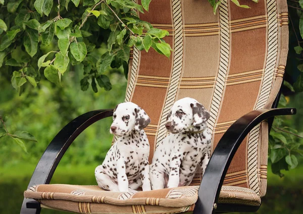 Adorabile cucciolo dalmata — Foto Stock