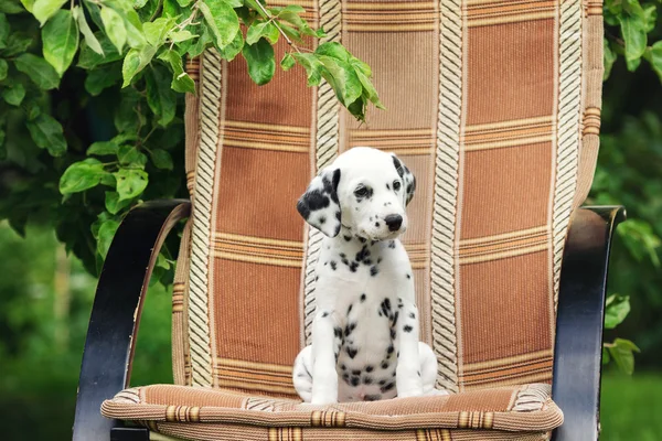 Adorabile cucciolo dalmata — Foto Stock
