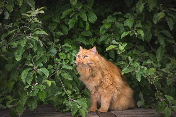 Rote flauschige Katze im Sommer im Freien — Stockfoto