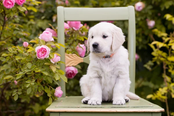 Sevimli golden retriever yavru — Stok fotoğraf