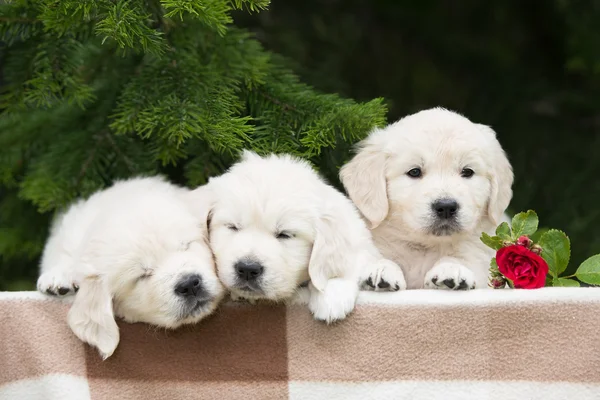 Adorable golden retriever puppies outdoors — Stockfoto