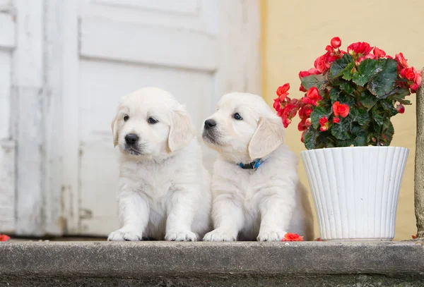 Adorable golden retriever puppies outdoors — 스톡 사진