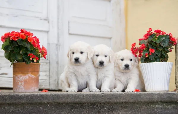 Adorable golden retriever puppies outdoors — Zdjęcie stockowe
