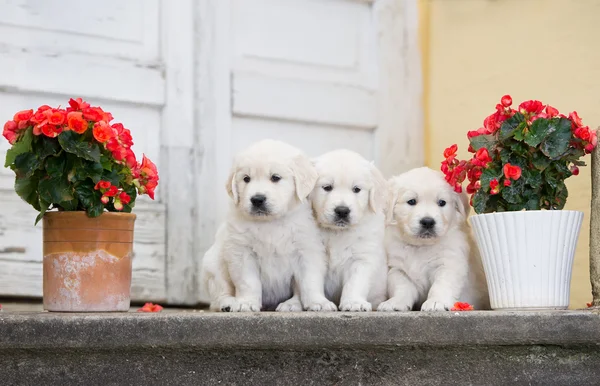 Adorable golden retriever puppies outdoors — Stok fotoğraf