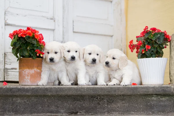 Adorable golden retriever puppies outdoors — Stok fotoğraf