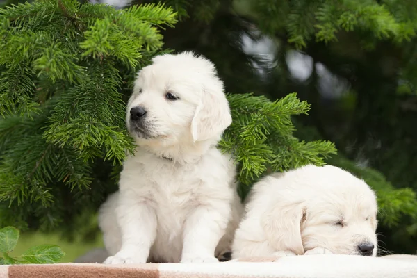 Adorable golden retriever puppies outdoors — Φωτογραφία Αρχείου