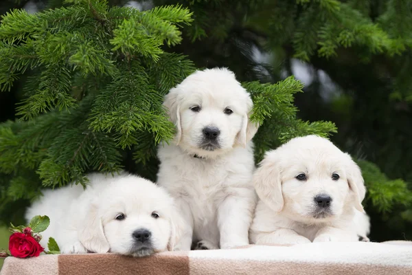 Adorable golden retriever puppies outdoors — Φωτογραφία Αρχείου