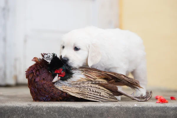 Golden retriever puppy with game pheasant — Stock Fotó