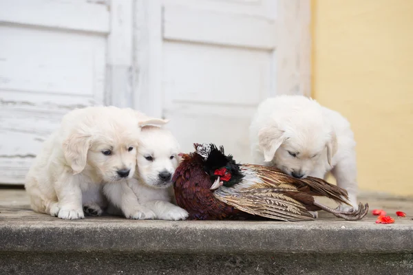 Adorable golden retriever puppies outdoors — 图库照片