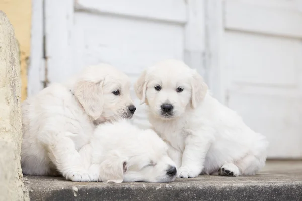 Adorable golden retriever puppies outdoors — ストック写真