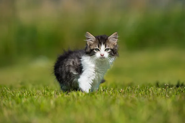 Puszyste tabby kotek na zewnątrz w lecie — Zdjęcie stockowe