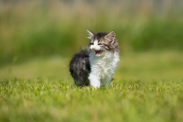 Pluizig tabby kitten buiten in de zomer — Stockfoto