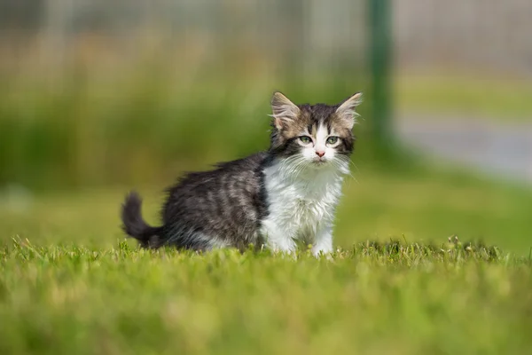Fluffy tabby kitten outdoors in summer — Stock Photo, Image