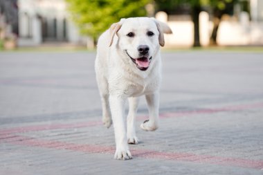 Sarı Labrador köpek açık havada içinde yaz